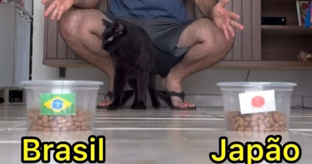 Gato Milu, vidente que j&aacute; acertou as previs&otilde;es de todos os jogos desta Copa. Foto: Reprodu&ccedil;&atilde;o/ Redes Sociais
