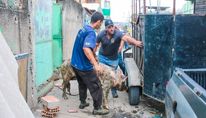 Fiscalização retira 18 porcos de criação irregular em Coelho da Rocha, em Meriti