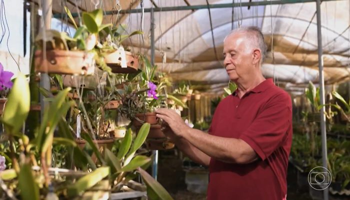 Aposentadoria em Brasília: paixão por orquídeas vira negócio lucrativo com faturamento de R$ 70 mil