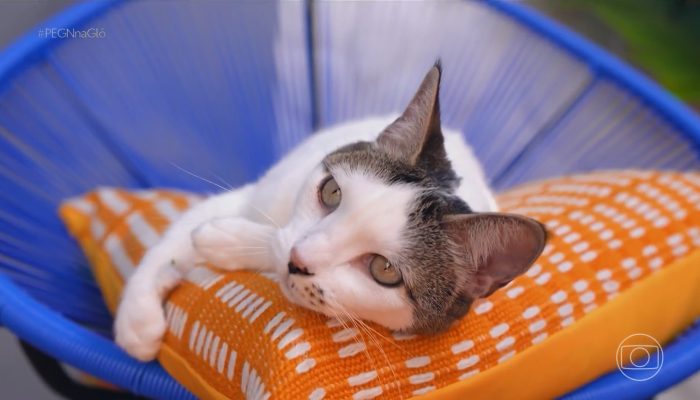 mês O crescimento da população de gatos no Brasil tem impulsionado um mercado ca