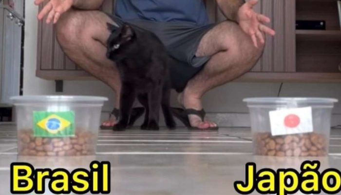Gato Milu, vidente que j&aacute; acertou as previs&otilde;es de todos os jogos desta Copa. Foto: Reprodu&ccedil;&atilde;o/ Redes Sociais
